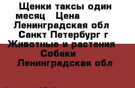 Щенки таксы один месяц › Цена ­ 6 000 - Ленинградская обл., Санкт-Петербург г. Животные и растения » Собаки   . Ленинградская обл.